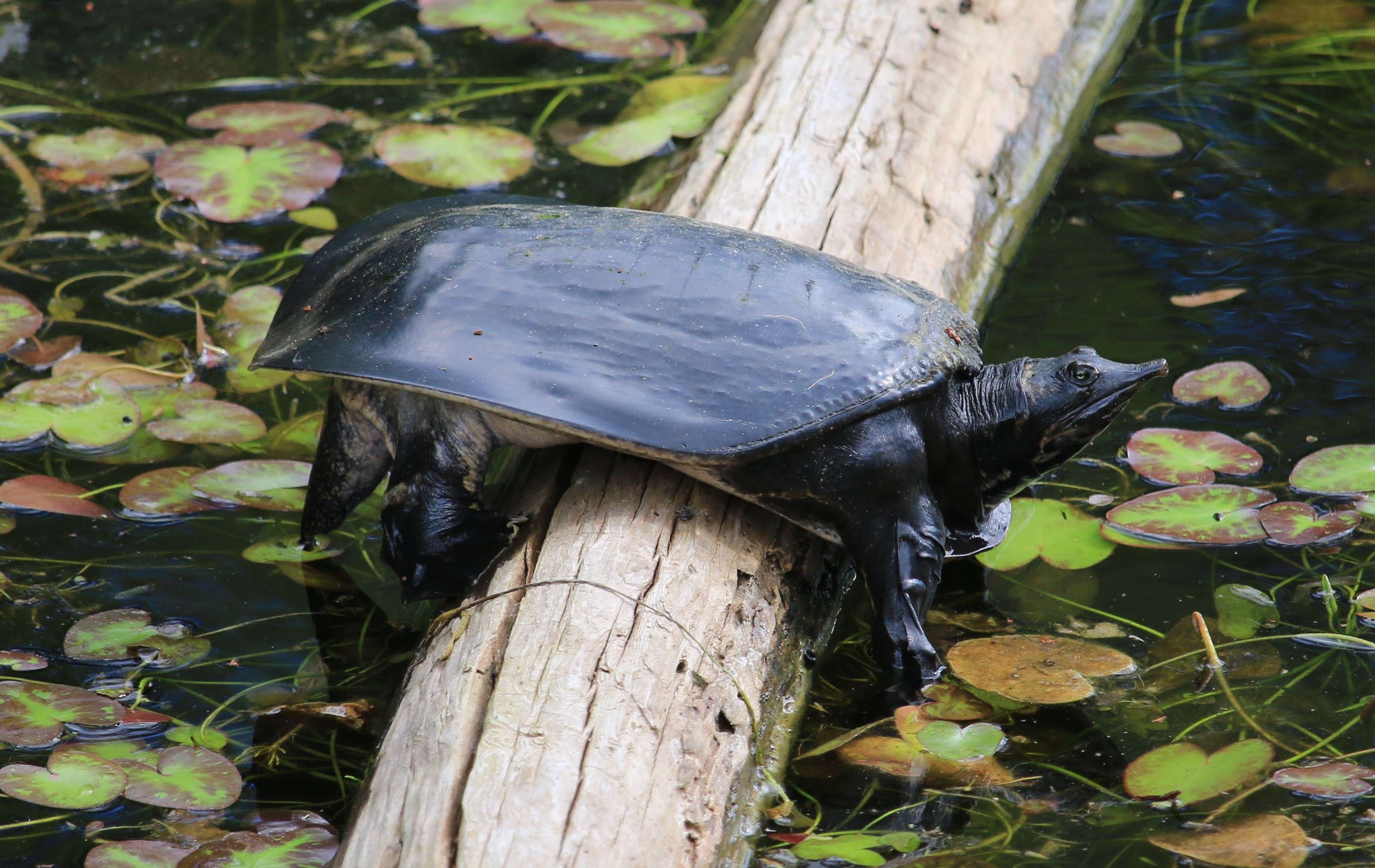 A soft-shell turtle